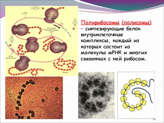 Полирибосомы (полисомы) – синтезирующие белок внутриклеточные комплексы, каждый из которых состоит