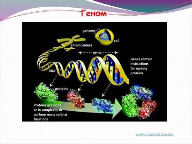 www.broadinstitute.org Геном