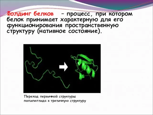 Фолдинг белков – процесс, при котором белок принимает характерную для его