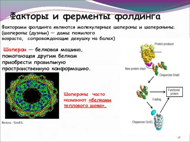 Факторы и ферменты фолдинга Факторами фолдинга являются молекулярные шапероны и шаперонины.