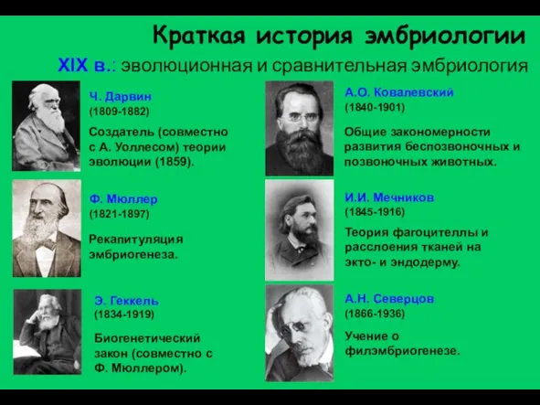 Краткая история эмбриологии XIX в.: эволюционная и сравнительная эмбриология Рекапитуляция эмбриогенеза.