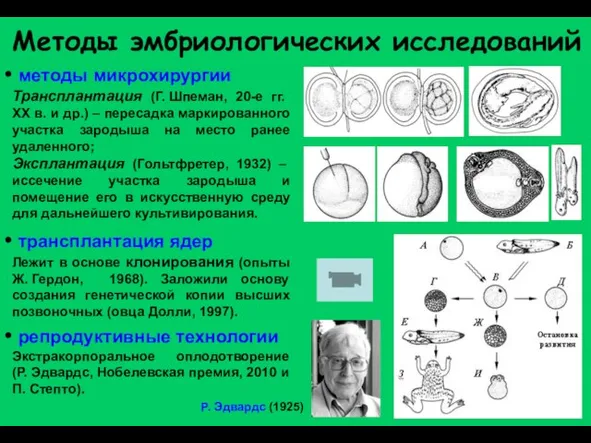 Методы эмбриологических исследований методы микрохирургии Трансплантация (Г. Шпеман, 20-е гг. XX