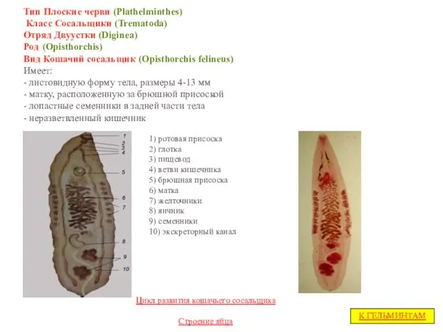 Тип Плоские черви (Plathelminthes) Класс Сосальщики (Trematoda) Отряд Двуустки (Diginea) Род