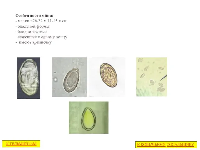Особенности яйца: - мелкие 26-32 х 11-15 мкм - овальной формы