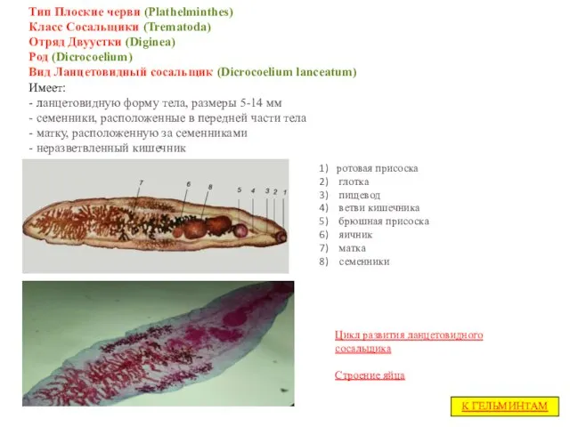 Тип Плоские черви (Plathelminthes) Класс Сосальщики (Trematoda) Отряд Двуустки (Diginea) Род