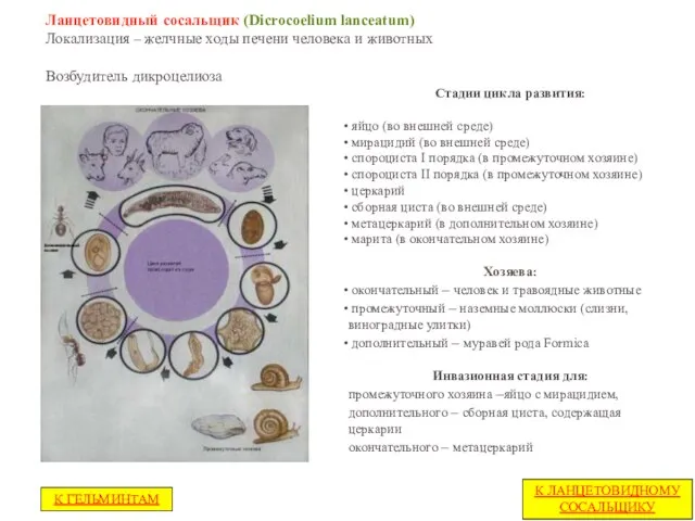 Ланцетовидный сосальщик (Dicrocoelium lanceatum) Локализация – желчные ходы печени человека и