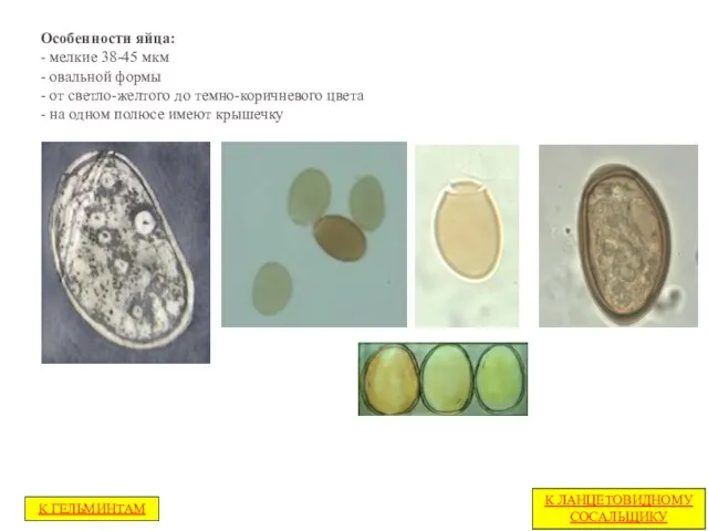 Особенности яйца: - мелкие 38-45 мкм - овальной формы - от