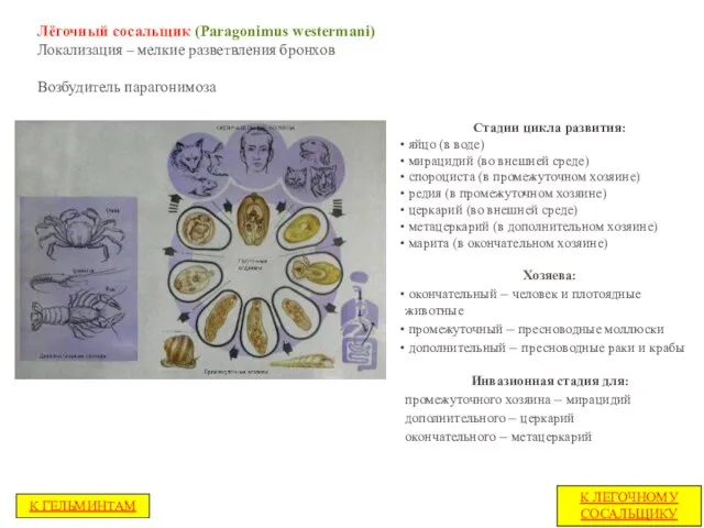 Лёгочный сосальщик (Paragonimus westermani) Локализация – мелкие разветвления бронхов Возбудитель парагонимоза