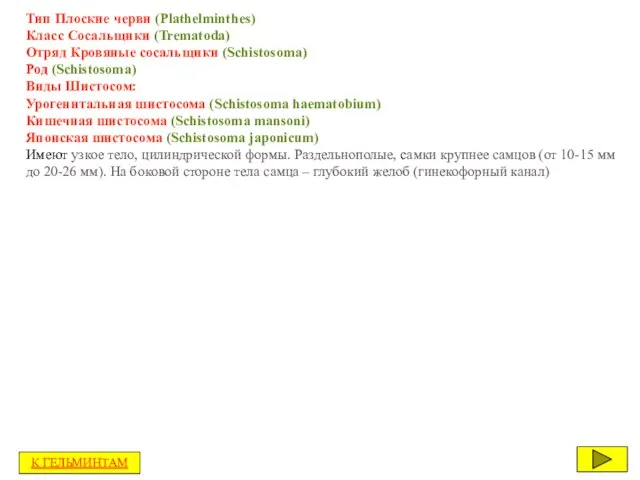 Тип Плоские черви (Plathelminthes) Класс Сосальщики (Trematoda) Отряд Кровяные сосальщики (Schistosoma)