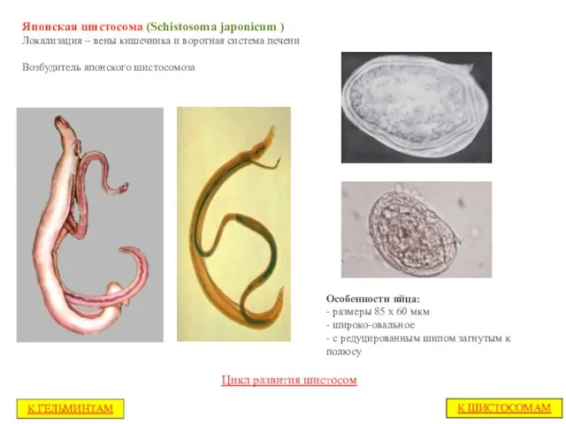 Японская шистосома (Schistosoma japonicum ) Локализация – вены кишечника и воротная