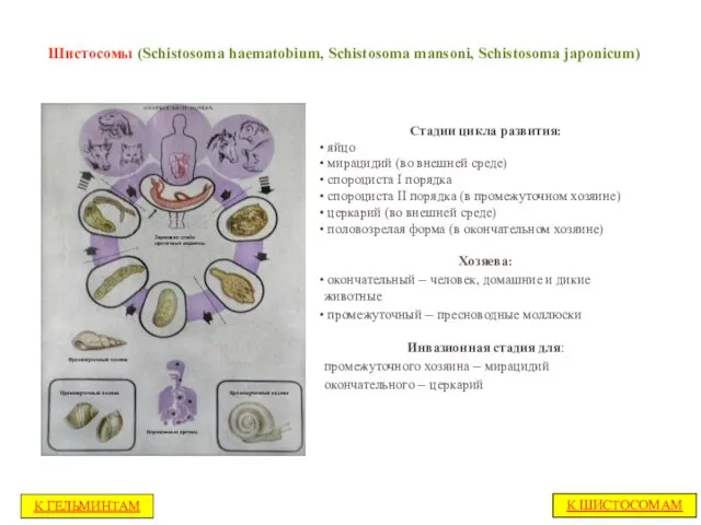 Шистосомы (Schistosoma haematobium, Schistosoma mansoni, Schistosoma japonicum) Стадии цикла развития: яйцо