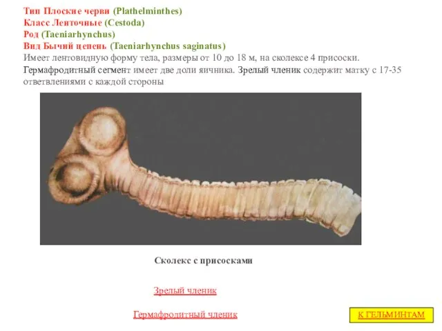 Тип Плоские черви (Plathelminthes) Класс Ленточные (Cestoda) Род (Taeniarhynchus) Вид Бычий