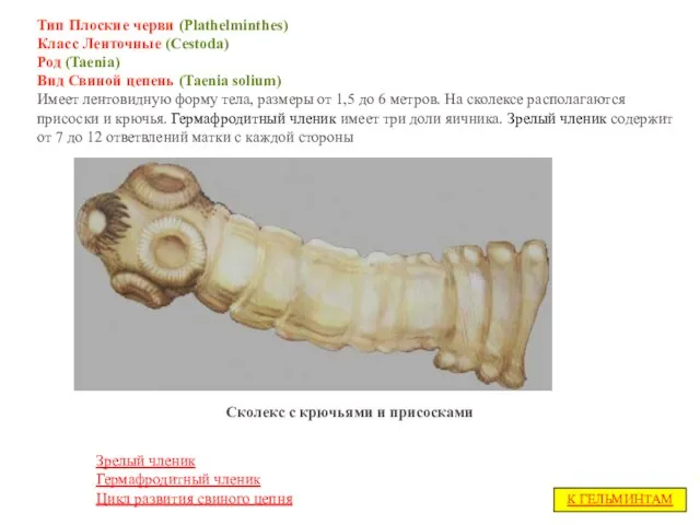 Тип Плоские черви (Plathelminthes) Класс Ленточные (Cestoda) Род (Taenia) Вид Свиной