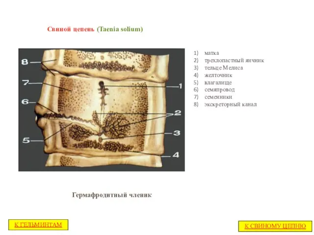 Свиной цепень (Taenia solium) матка трехлопастный яичник тельце Мелиса желточник влагалище