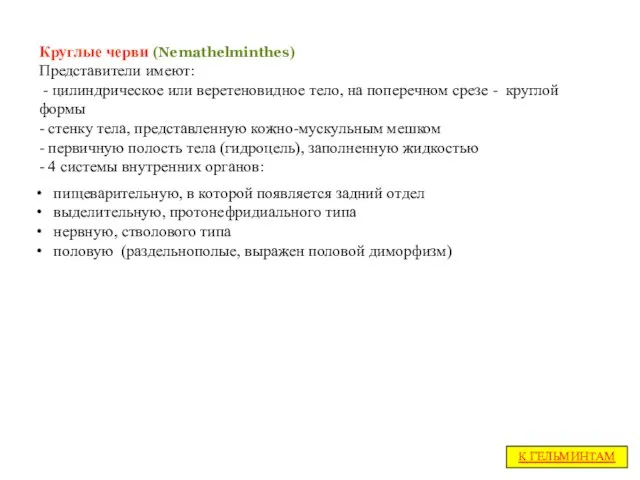 Круглые черви (Nemathelminthes) Представители имеют: - цилиндрическое или веретеновидное тело, на