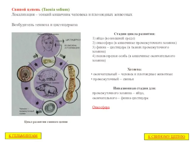 Свиной цепень (Taenia solium) Локализация – тонкий кишечник человека и плотоядных