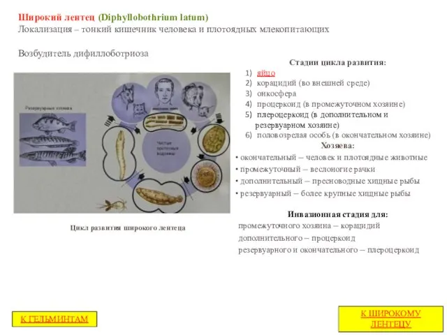 Широкий лентец (Diphyllobothrium latum) Локализация – тонкий кишечник человека и плотоядных