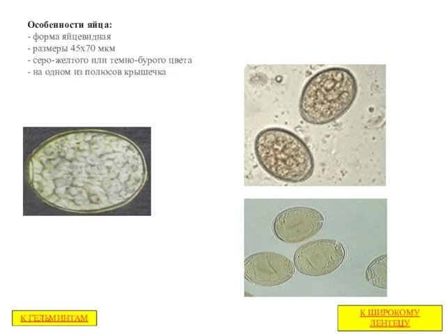 Особенности яйца: - форма яйцевидная - размеры 45x70 мкм - серо-желтого