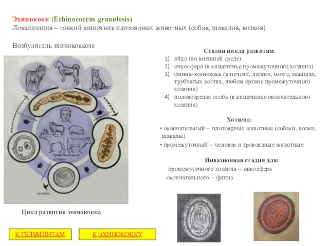 Эхинококк (Echinococcus granulosis) Локализация – тонкий кишечник плотоядных животных (собак, шакалов,