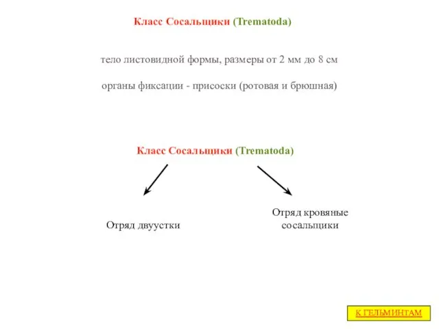 тело листовидной формы, размеры от 2 мм до 8 см органы