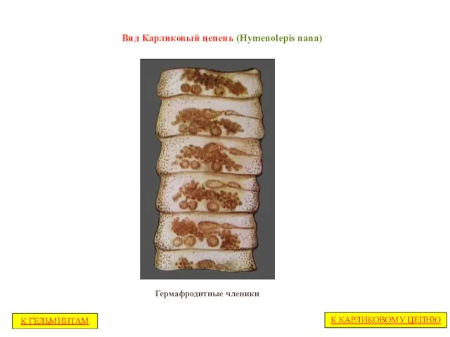 Вид Карликовый цепень (Hymenolepis nana) Гермафродитные членики К КАРЛИКОВОМУ ЦЕПНЮ К ГЕЛЬМИНТАМ