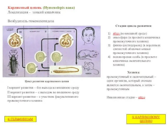 Карликовый цепень (Hymenolepis nana) Локализация – тонкий кишечник Возбудитель гименолепидоза Стадии