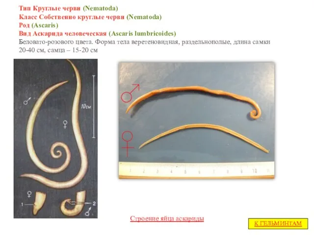 Тип Круглые черви (Nematoda) Класс Собственно круглые черви (Nematoda) Род (Ascaris)