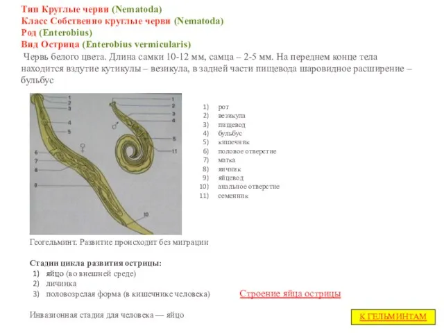 Тип Круглые черви (Nematoda) Класс Собственно круглые черви (Nematoda) Род (Enterobius)