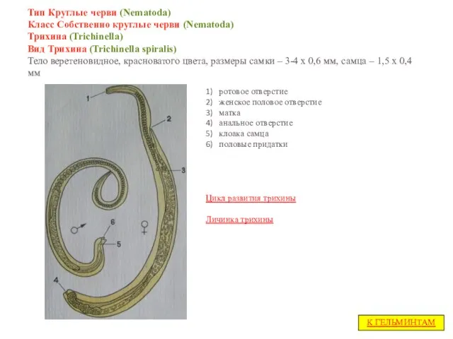 Тип Круглые черви (Nematoda) Класс Собственно круглые черви (Nematoda) Трихина (Trichinella)