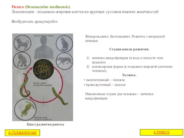 Ришта (Dracunculus medinensis) Локализация – подкожно-жировая клетчатка крупных суставов нижних конечностей