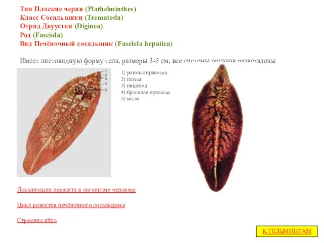 Тип Плоские черви (Plathelminthes) Класс Сосальщики (Trematoda) Отряд Двуустки (Diginea) Род