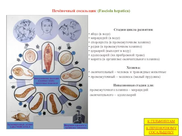 Печёночный сосальщик (Fasciola hepatica) Стадии цикла развития: яйцо (в воде) мирацидий