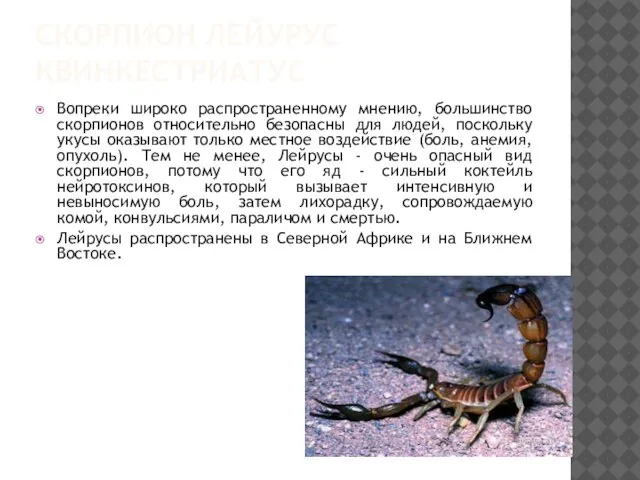 СКОРПИОН ЛЕЙУРУС КВИНКЕСТРИАТУС Вопреки широко распространенному мнению, большинство скорпионов относительно безопасны