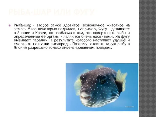 РЫБА-ШАР ИЛИ ФУГУ Рыба-шар - второе самое ядовитое Позвоночное животное на