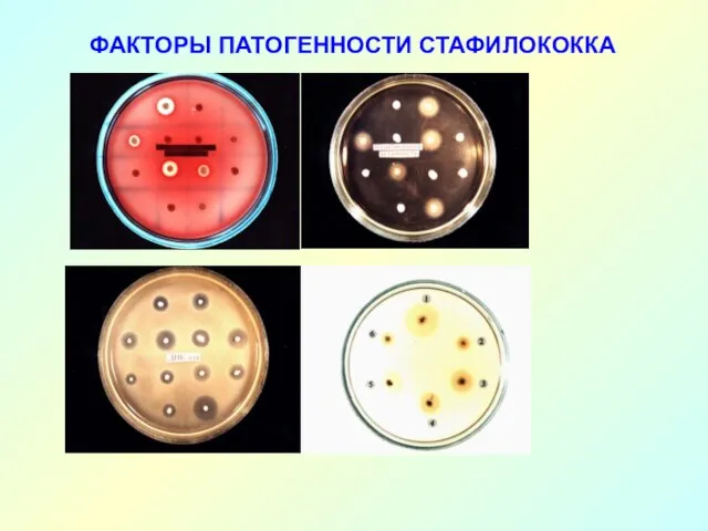 ФАКТОРЫ ПАТОГЕННОСТИ СТАФИЛОКОККА