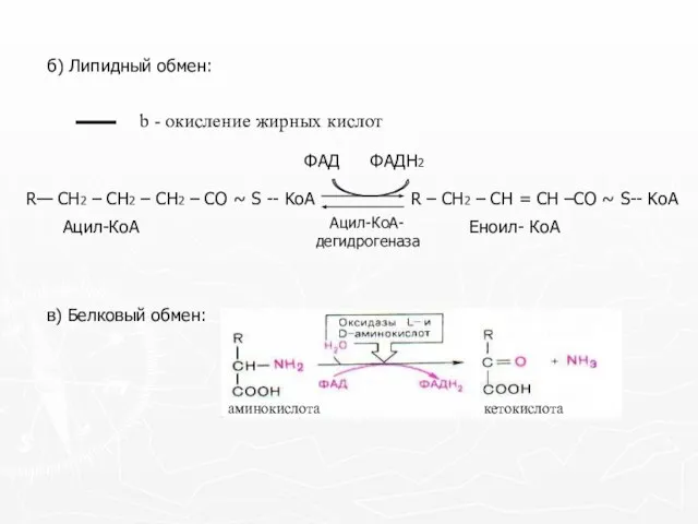 б) Липидный обмен: в) Белковый обмен: b - окисление жирных кислот аминокислота кетокислота