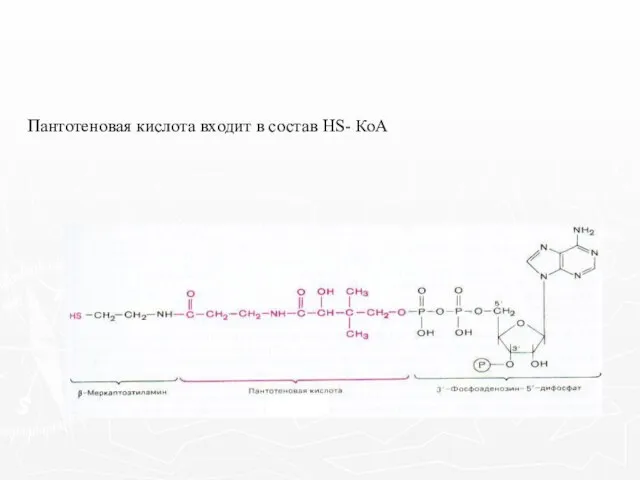 Пантотеновая кислота входит в состав HS- КоА