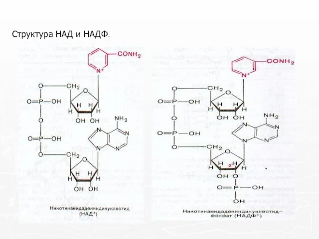 Структура НАД и НАДФ.