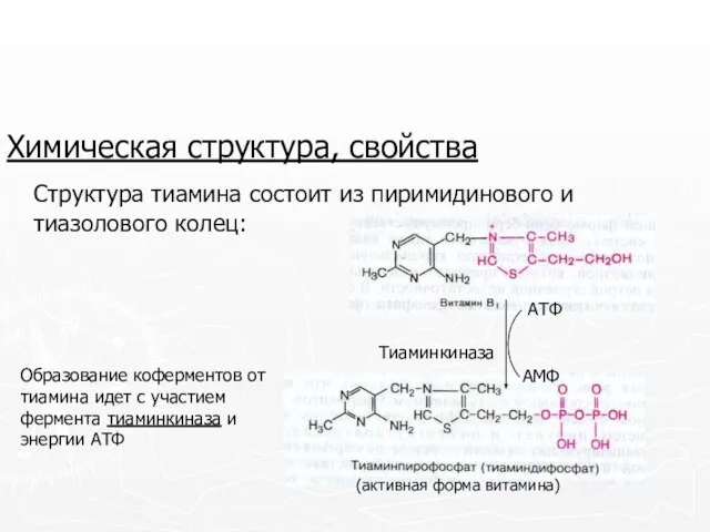 Химическая структура, свойства Структура тиамина состоит из пиримидинового и тиазолового колец: