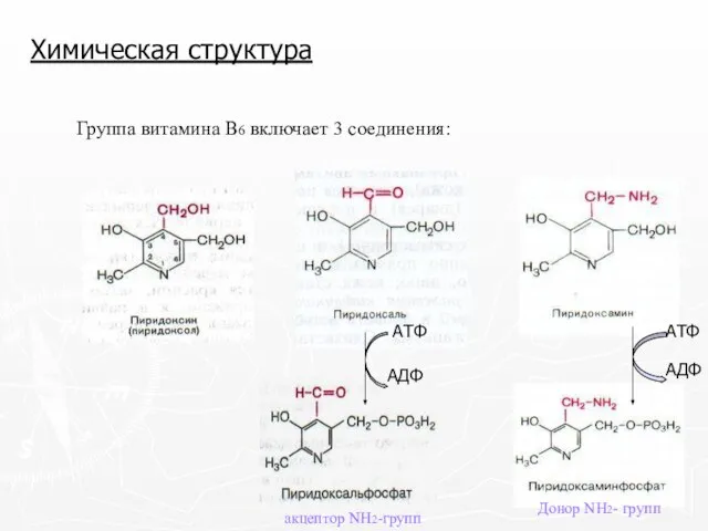 Химическая структура Группа витамина В6 включает 3 соединения: акцептор NH2-групп Донор NH2- групп