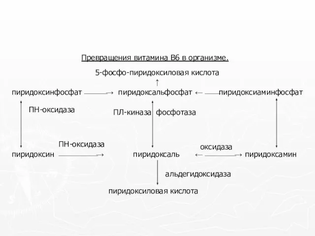 Превращения витамина В6 в организме. 5-фосфо-пиридоксиловая кислота ↑ пиридоксальфосфат ←⎯⎯пиридоксиаминфосфат пиридоксинфосфат⎯⎯⎯→ пиридоксаль пиридоксиловая кислота