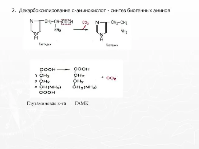 2. Декарбоксилирование α-аминокислот - синтез биогенных аминов Глутаминовая к-та ГАМК