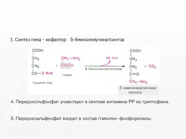 3. Синтез гема - кофактор δ-Аминолевулинатсинтза 4. Пиридоксльфосфат учавствует в синтезе