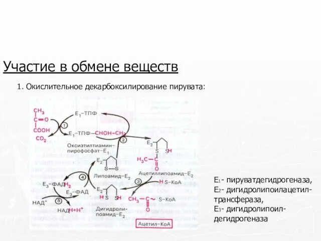 Участие в обмене веществ 1. Окислительное декарбоксилирование пирувата: Е1- пируватдегидрогеназа, Е2- дигидролипоилацетил- трансфераза, Е3- дигидролипоил-дегидрогеназа