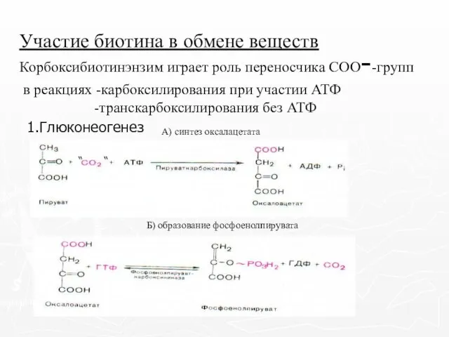 Участие биотина в обмене веществ 1.Глюконеогенез А) синтез оксалацетата Б) образование