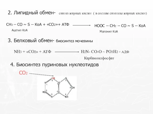 2. Липидный обмен- синтез жирных кислот ( в составе ситетазы жирных