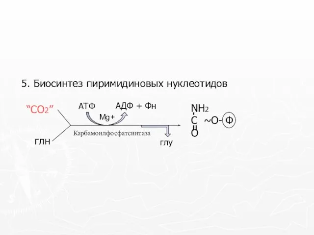 5. Биосинтез пиримидиновых нуклеотидов