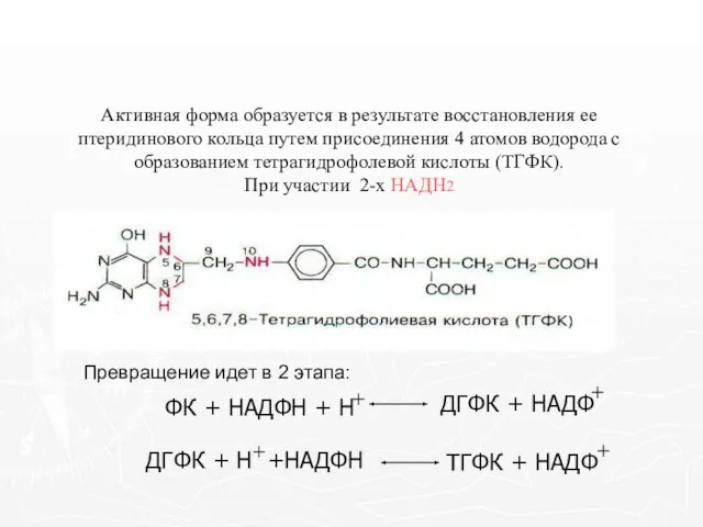 Активная форма образуется в результате восстановления ее птеридинового кольца путем присоединения