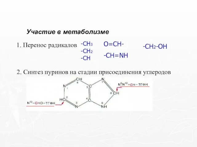 Участие в метаболизме 1. Перенос радикалов -СН3 -СН2 -СН О=СН- -СН=NН