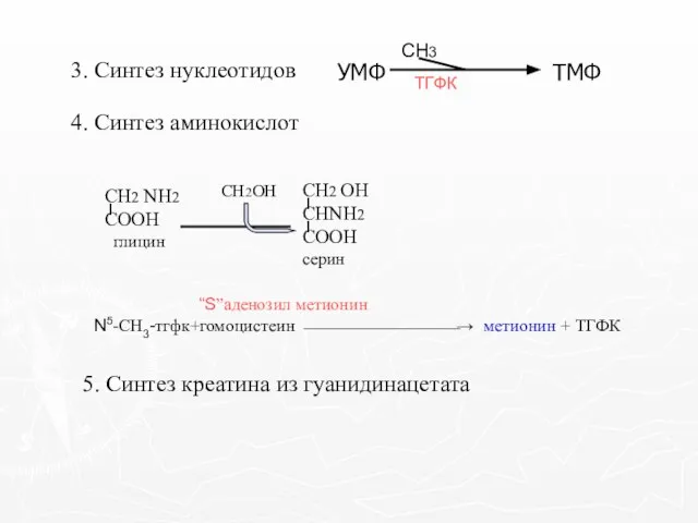 5. Синтез креатина из гуанидинацетата 4. Синтез аминокислот “S”аденозил метионин N5-СН3-тгфк+гомоцистеин